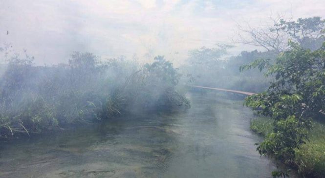 Incêndio destrói vegetação de banhado do Rio Formoso e reacende discussão sobre Unidades de Conservação
