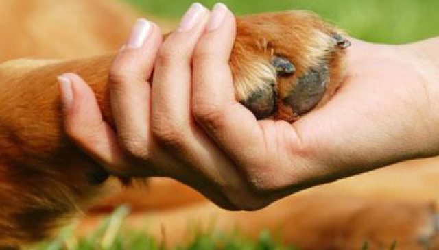 Simpósio sobre bem-estar animal acontece nesta sexta-feira em Bonito