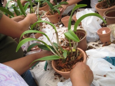 Bonito recebe curso sobre cultivo de Orquídeas neste mês