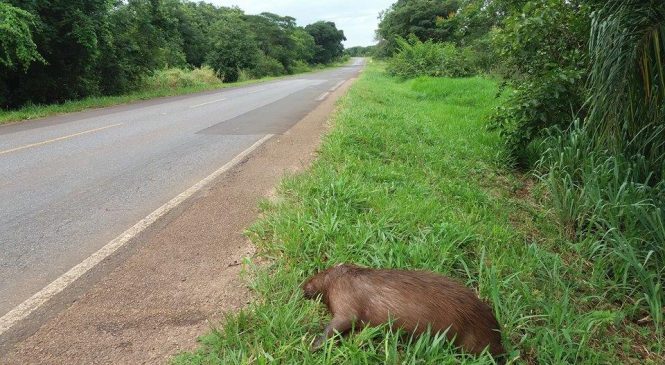 Levantamento contabiliza 317 animais silvestres atropelados em 2016 em rodovia de Bonito