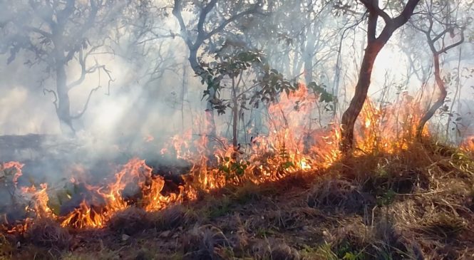 Ao Estadão, pesquisador destaca que fogo no Pantanal é 99% de origem humana